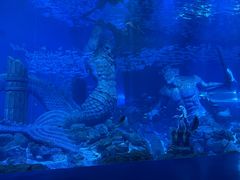 -哈尔滨波塞冬海底世界