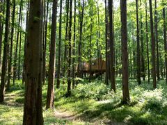 -黄海国家森林公园