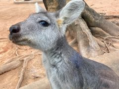 -深圳野生动物园