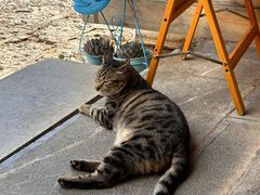 -草墩罗非鱼庄•野生菌•腊排骨(七星街上段店)