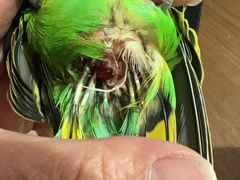 -爱侣宠医·鹦鹉专科·小型哺乳类·异宠专科(灵石路店)