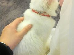 android_upload_pic-萌喵宠狗爱心宠咖