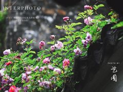 -艺圃
