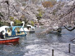 -井之头恩赐公园