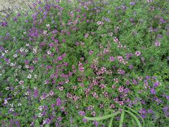 -紫颐香薰山谷景区