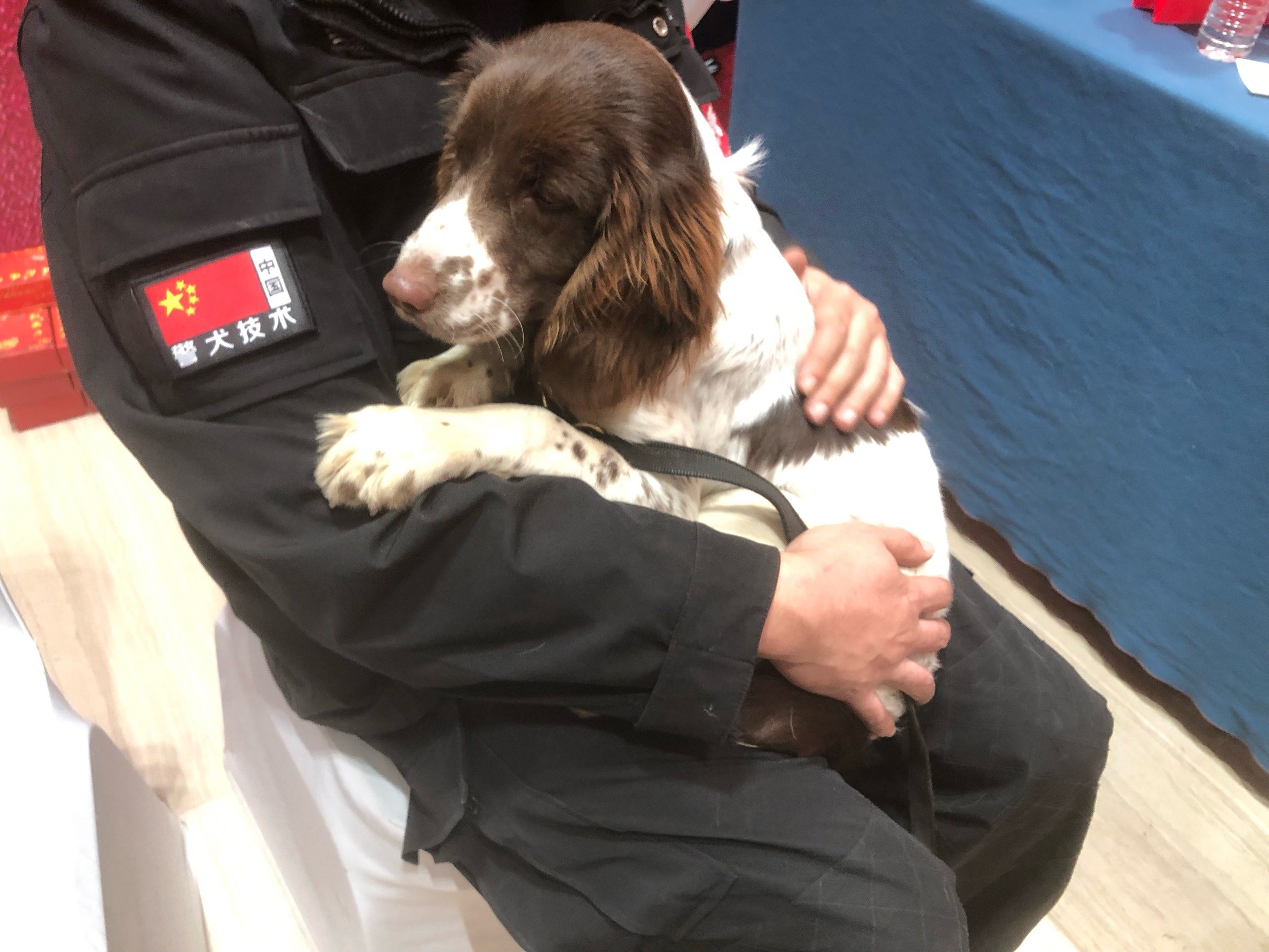 奥帆基地今天有警察节活动,非常热闹,各种活动,还有可爱的警犬!