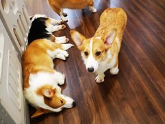 -柯斗斗主题餐厅·狗咖·围炉煮茶·茶饮(国瑞升平里店)