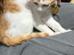 -初甜·舒芙蕾·韩式雪花冰(流塘店)