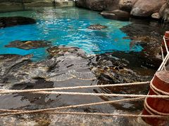 -海合安成都极地海洋公园