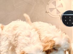 -翊宠yipet猫狗购宠庄园犬舍•猫舍