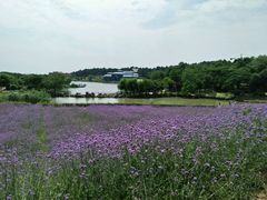 -大塘金香草谷