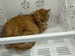 -爱洗澡的猫(望京店)