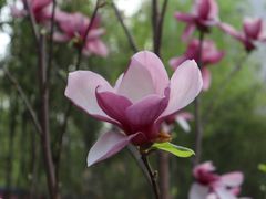 -西安交通大学(雁塔校区)