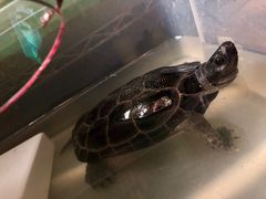 -灵龟之家百象馆(百象馆联合旗舰店)