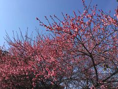 -新建村梅花