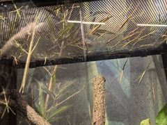 -正佳雨林生态植物园