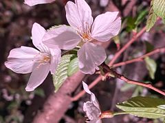 -西北湖绿化广场