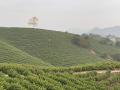 -帐篷客·溪龙茶谷度假酒店