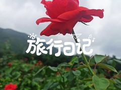 -亚龙湾国际玫瑰谷