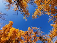 -三里屯东五街银杏大道