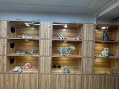 -猫十亿·布偶金渐层·曼基康矮脚猫舍(青年路店)