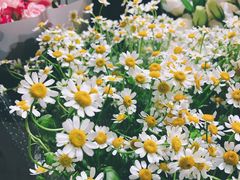 -双季花艺园艺市场(浦东店)