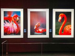 -罗红摄影艺术馆