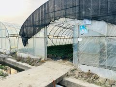 -菊园百果园