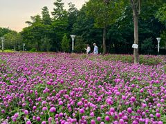 -文华公园(禅城区)