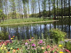 -上海共青森林公园