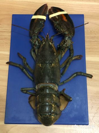 对不起龙虾,是宅逼我动手的