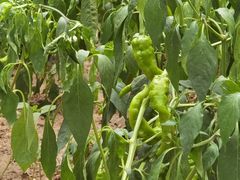 -柞水乾佑红门家菜