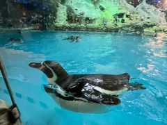 -帝企鹅自助餐厅•儿童岛•真企鹅(长隆企鹅酒店)