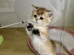 -青奢宠物·青奢猫舍