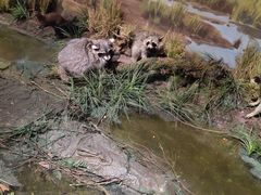 -陕西自然博物馆