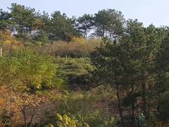 -木兰云雾山