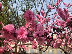 -桃花堤公园