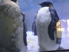 -海合安成都极地海洋公园