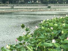 -葛仙湖公园