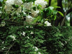 -共青国家森林公园-南大门停车场