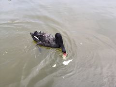 -静之湖度假区