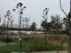 -上海长兴岛郊野公园