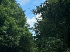 -山王坪喀斯特国家生态公园