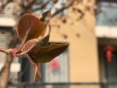 -首开·常青藤二期