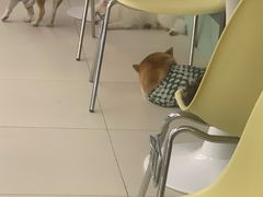 -怪兽屋·羊驼·猫咖·狗咖(俊华广场店)