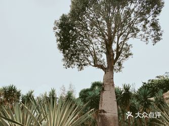 厦门之最万石植物园吹着海风感受热带雨林的气息