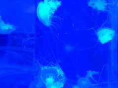 -多彩贵州城极地海洋世界