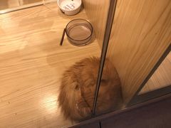 -屋虎猫馆(宝安大仟里店)