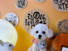 -读宠于你·约克夏比熊·睫角守宫·爬宠售卖(高新店)