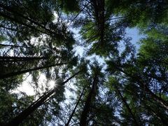 -塞罕坝国家级自然保护区